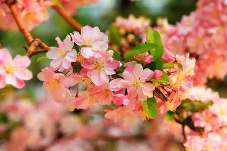 自然风光,植物,花,玉渊潭,中国,北京