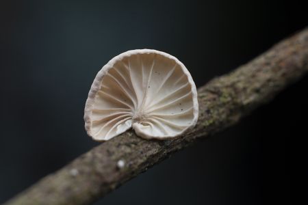 蘑菇（块菌）,真菌,蘑菇,植物,生物,自然风光,特写
