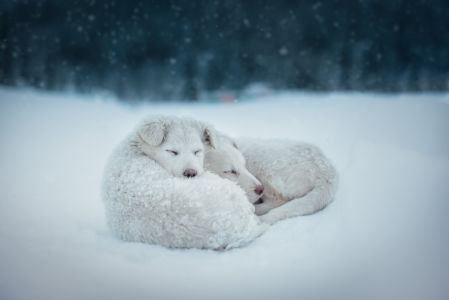 生物,冬天,动物,雪地,雪狐,雪,下雪,北极狐,哺乳动物,北极熊,海豹