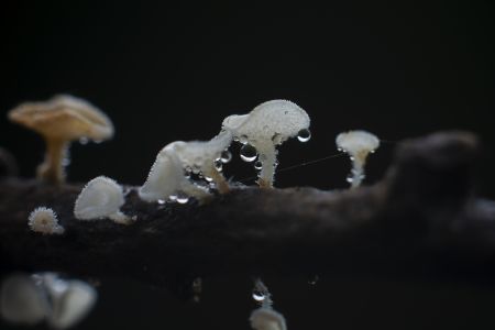 蘑菇（块菌）,真菌,蘑菇,植物,生物,自然风光,特写