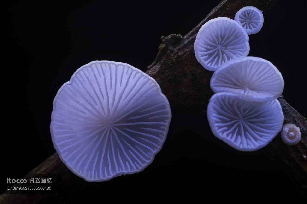 蘑菇（块菌）,炫蓝蘑菇,植物