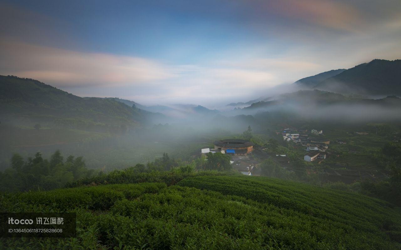 茶地,山峦,成片种植