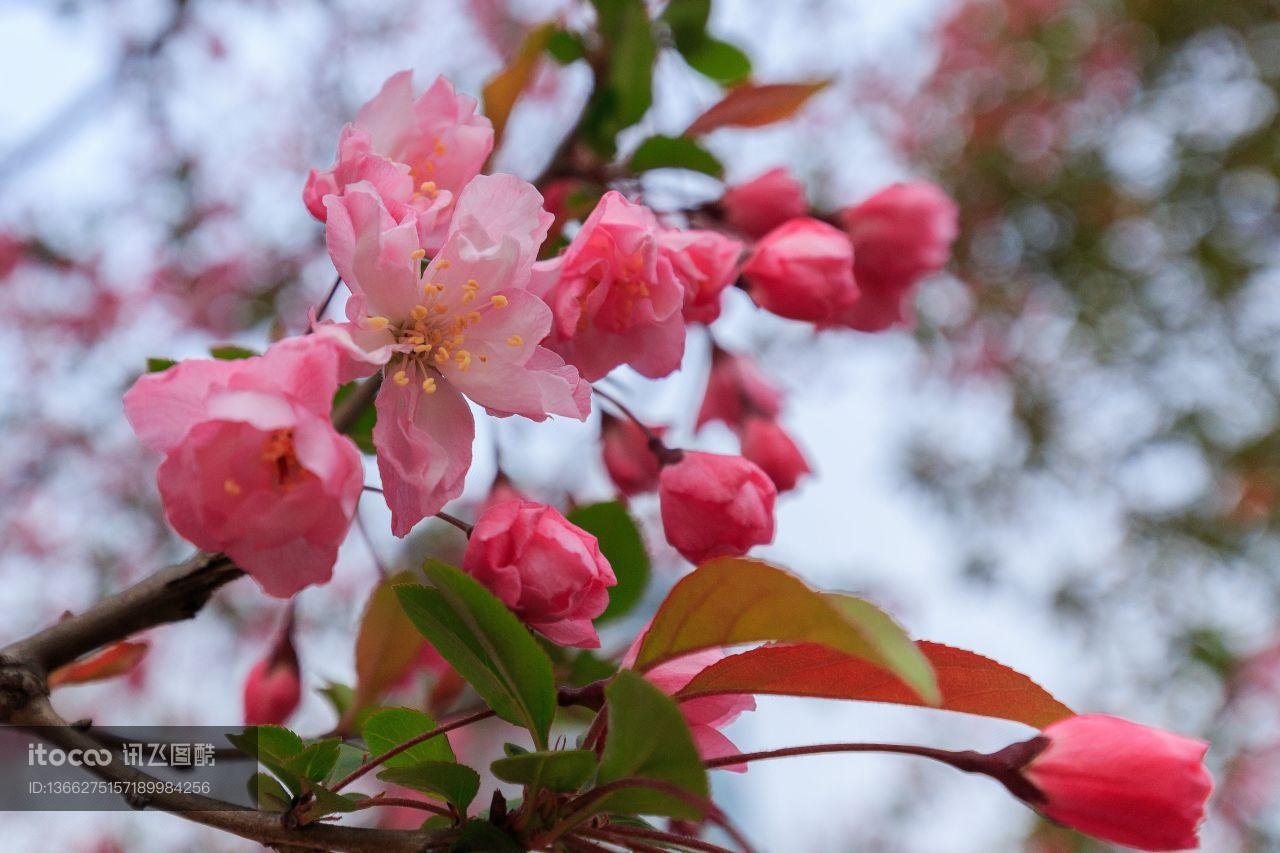 花,特写,生物