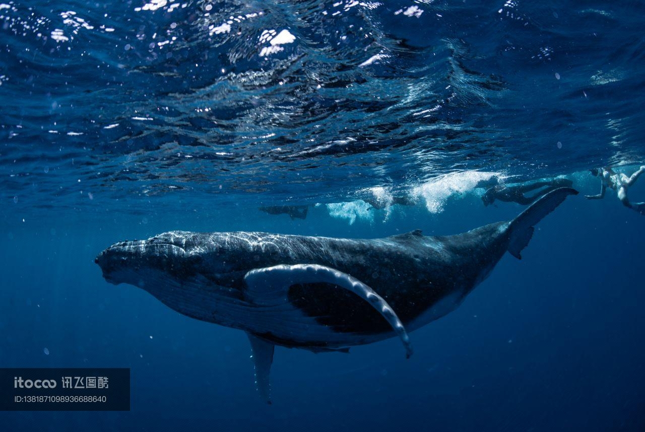 抹香鲸,海洋生物,哺乳动物