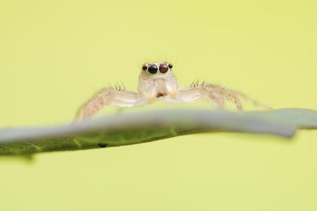 树叶,特写,昆虫,树木,季节,环境,自然,蜘蛛,生物,植物,动物,田园风光