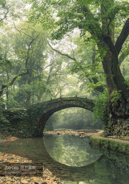 植物,树,自然风景