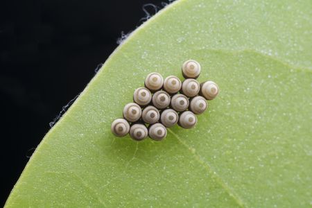 特写,虫卵,生物,植物,树叶,动物,昆虫