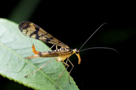 昆虫,节肢动物,虫子,动物,生物,特写,微距
