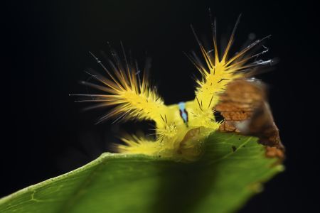 昆虫,昆虫类,毛毛虫,动物,生物,特写,微距