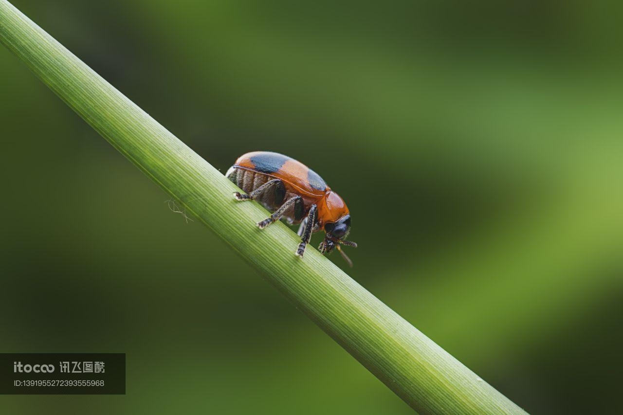 特写,七星瓢虫,生物