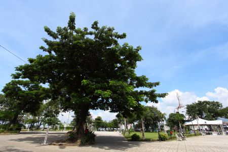 树,天空,菲律宾,植物,国外,城镇