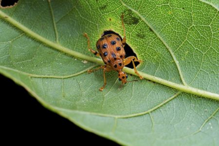 昆虫,节肢动物,动物,生物,特写