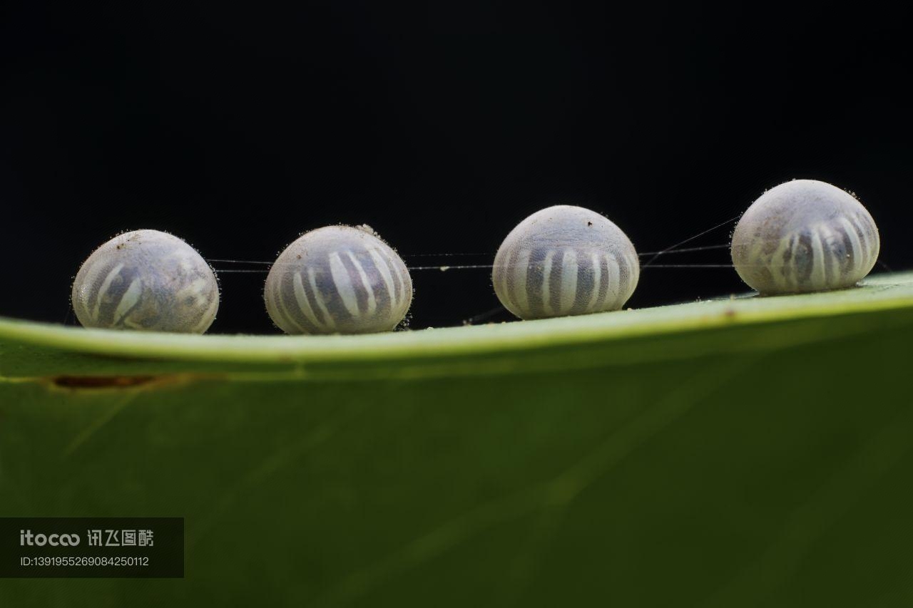 虫卵,昆虫,动物