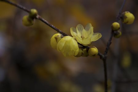 腊梅花,生物,特写,植物,花