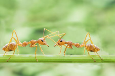 特写,昆虫,蚂蚁,微距,节肢动物,生物,动物,昆虫类,红褐林蚁,猛蚁