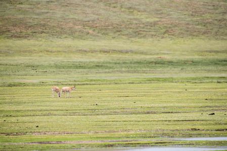 草原,藏羚羊,动物,哺乳动物,自然风光