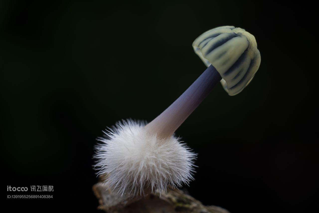 蘑菇（块菌）,特写,自然