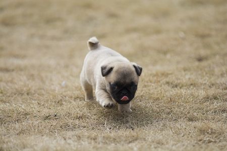 狗,巴哥犬,八哥犬,动物,生物,哺乳动物