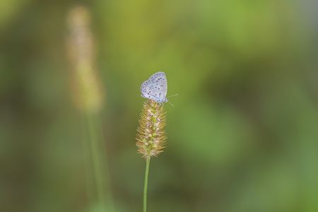 特写,蝴蝶,生物,动物,昆虫,植物,花,青草