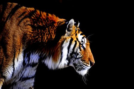 动物,哺乳动物,生物,夜晚,西伯利亚虎,老虎