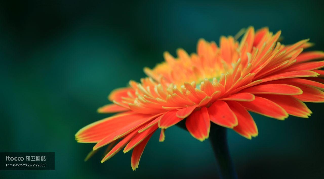 生物,植物,花