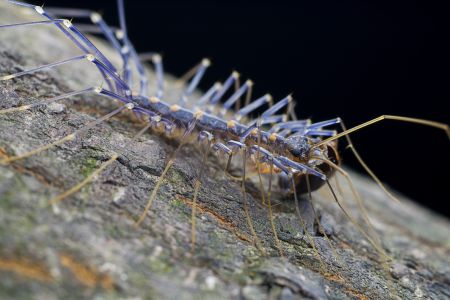 昆虫,节肢动物,生物,动物,特写,昆虫类