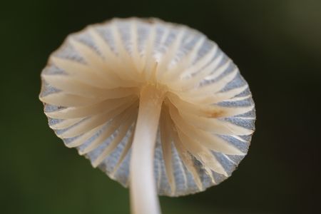 特写,生物,真菌,蘑菇（块菌）