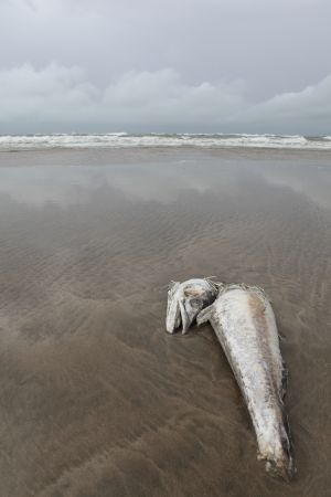 缅甸,国外,自然风光,海洋,沙滩,鱼类