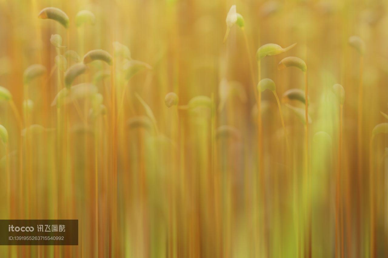 特写,生物,植物