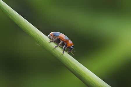 特写,七星瓢虫,生物,动物,植物,昆虫