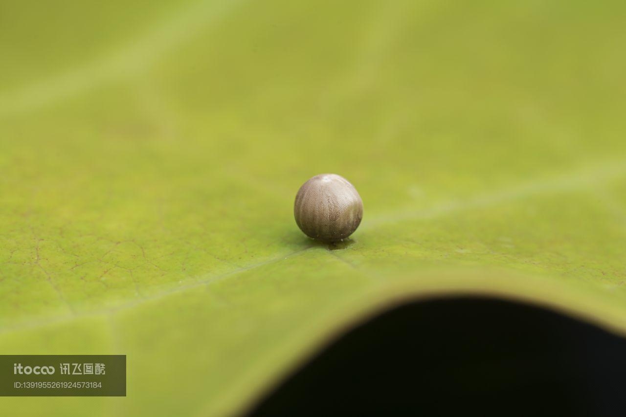 虫卵,自然风光,生物