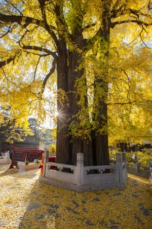 植物,树木,秋天,生物,潭柘寺,自然风光,中国,北京
