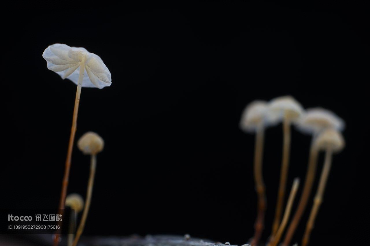 蘑菇,蘑菇（块菌）,植物