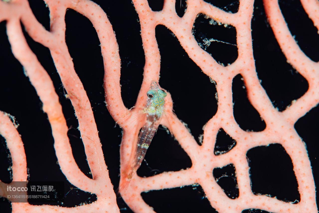 海洋生物 ,自然风光,生物