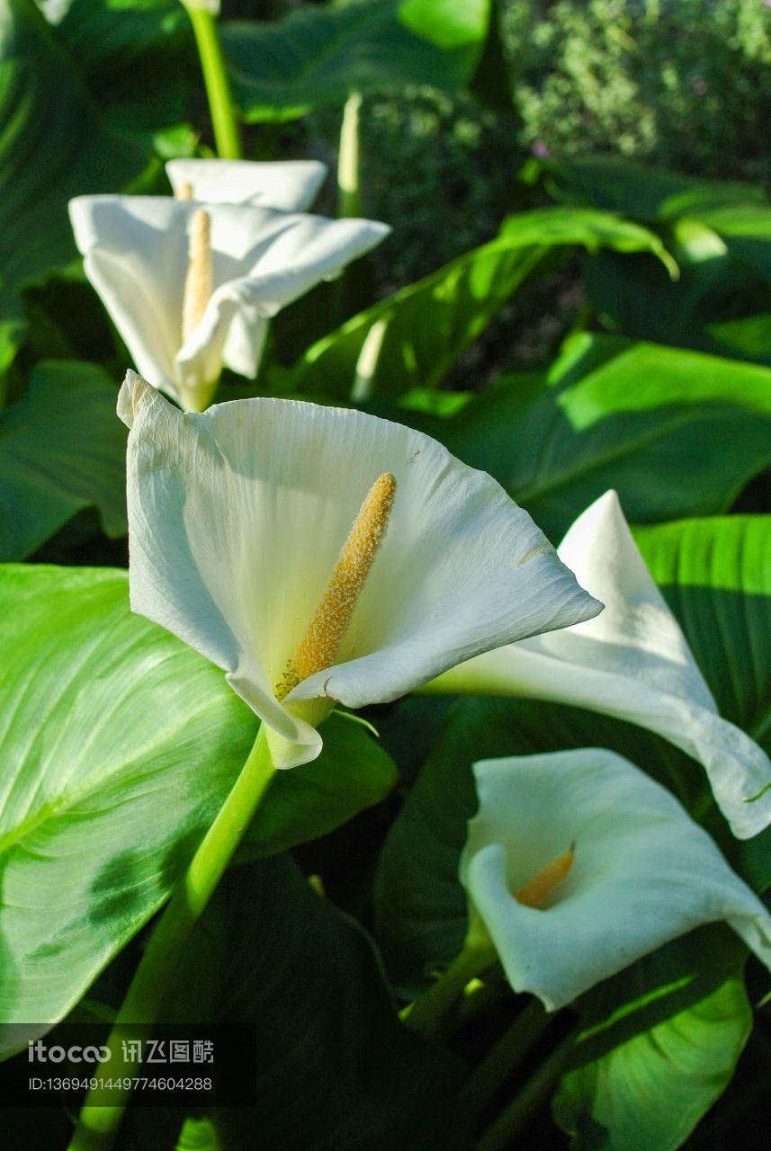 自然风光,植物,花