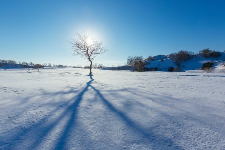 冰雪,太阳,自然风光,灌木,植物,天空