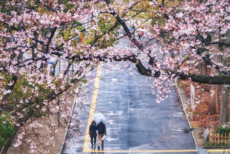 自然风光,花,道路,树木