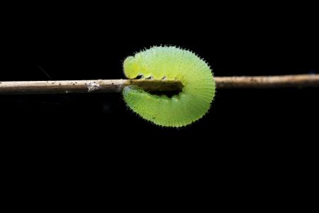 毛虫,昆虫类,植物,动物,生物,昆虫,特写,微距