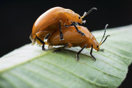 昆虫,节肢动物,动物,特写,微距,生物,自然风光,昆虫类