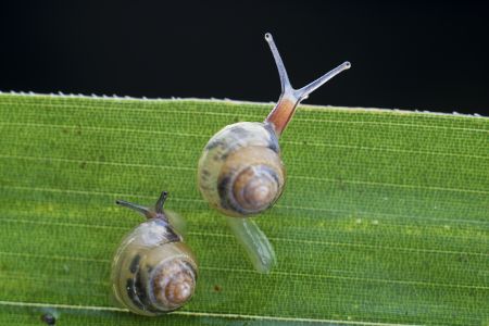 蜗牛,软体类,动物,生物,特写,昆虫