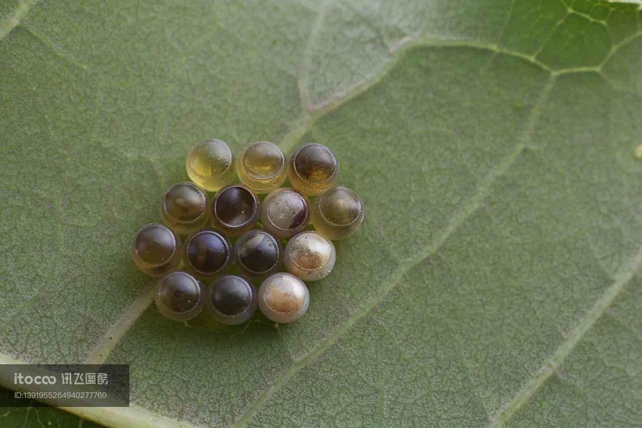 超过 10 张关于“虫卵”和“昆虫卵”的免费图片 - Pixabay