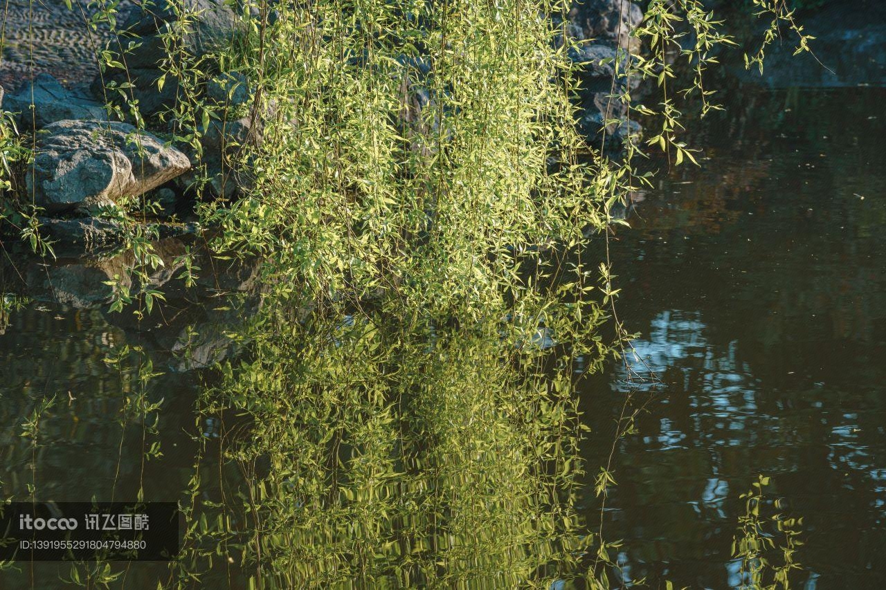 植物,杨柳科,柳树