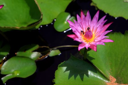 自然风光,花,西双版纳,中国,云南