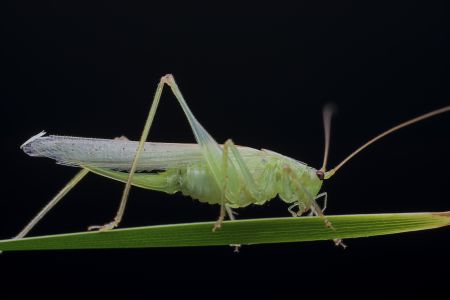 特写,生物,动物,昆虫,植物,树叶