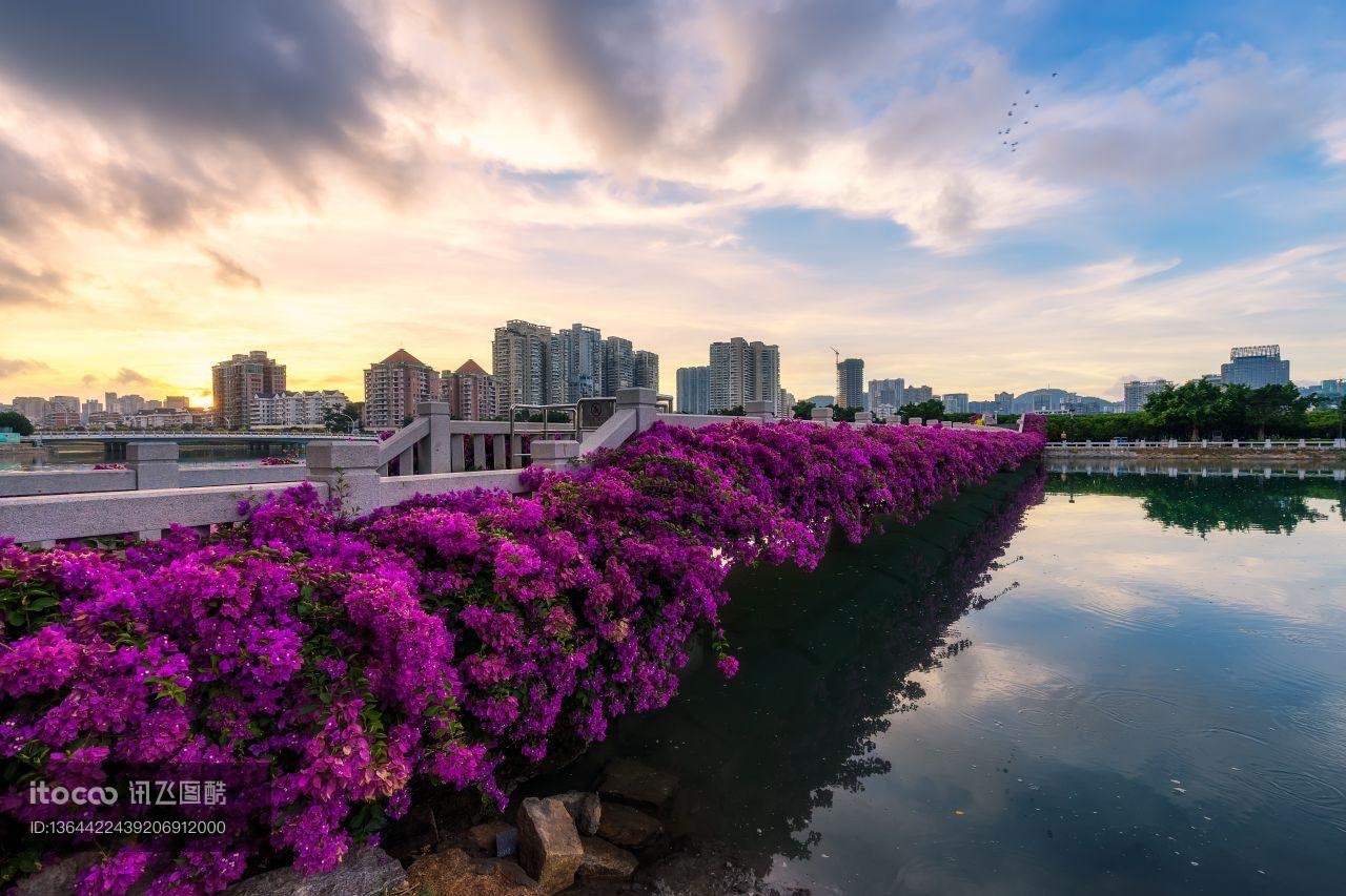 杜鹃花科,兴安杜鹃,植物