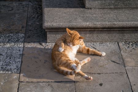 猫,橘猫,特写,动物,生物,哺乳动物