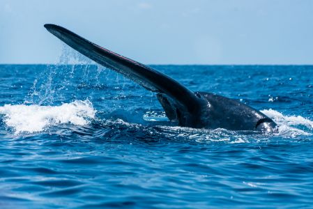 蓝鲸,海洋生物,哺乳类,动物,哺乳动物