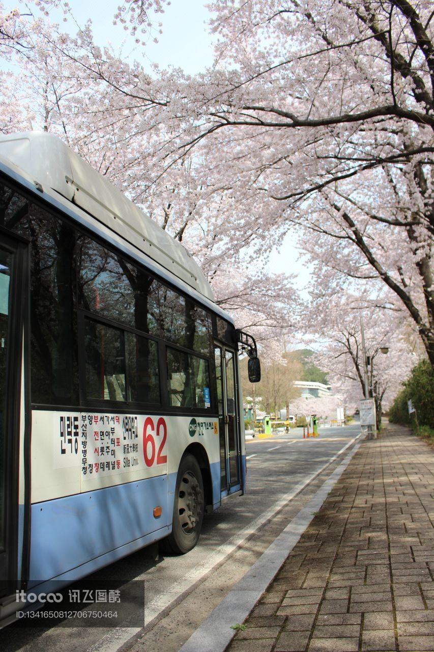 花,公交车,韩国
