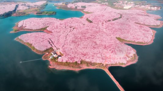 自然风光,海岛,植物,海洋,花,树木,俯瞰,航拍,森林,建筑