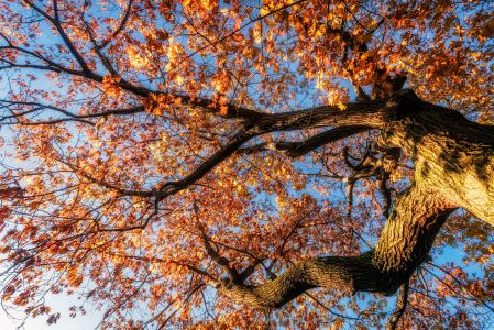 植物,枫树,自然风光,树叶,树木,仰拍,特写
